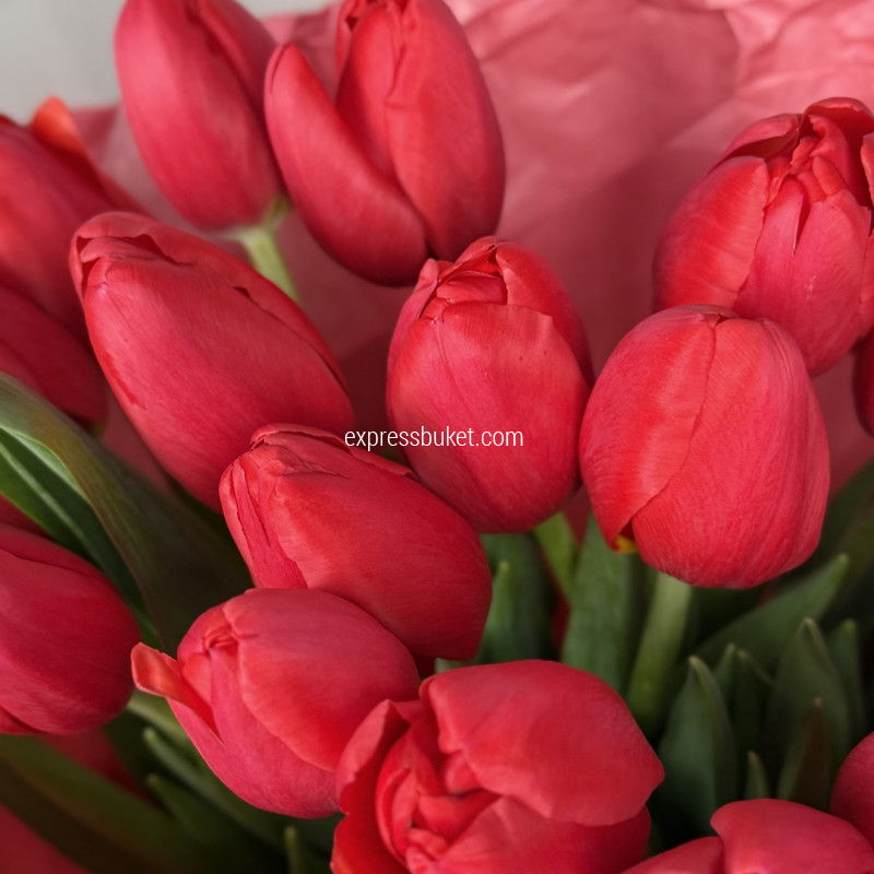 Тюльпаны "Красный бархат"